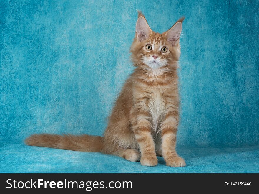 Little Maine Coon On Blue Background