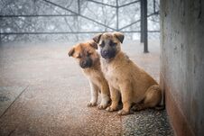 Two Mixed Breed Puppies Sitting In Front View. Two Little Dogs Sitting On Balcony Floor Royalty Free Stock Photos