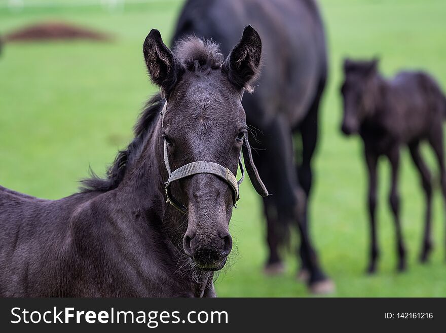 Foals in the meadow. Black kladrubian horse. Foals in the meadow. Black kladrubian horse