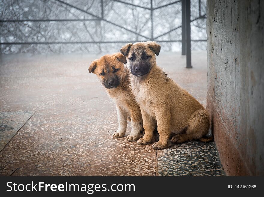Two mixed breed puppies sitting in front view. Two little dogs sitting on balcony floor