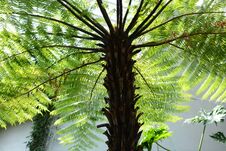 Cyathea Spinulosa Tree Fern Royalty Free Stock Image