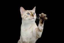Snow White Bengal Cat Isolated On Black Background Royalty Free Stock Photography