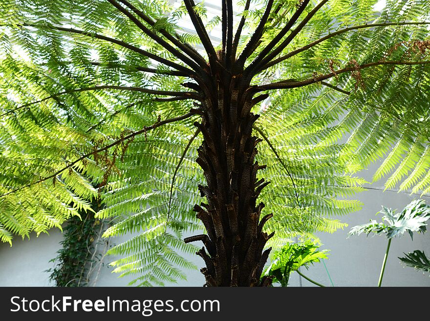 Tropical plant / Cyathea spinulosa / Tree fern. Tropical plant / Cyathea spinulosa / Tree fern