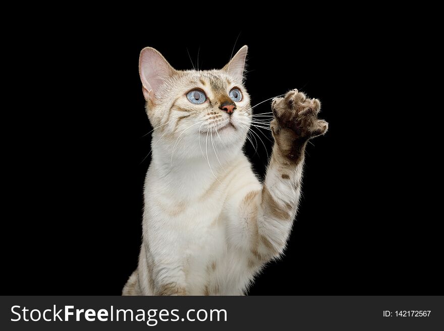 Portrait of Snow White Bengal Cat with Blue eyes Raising up paw, want touch, on isolated Black Background, front view. Portrait of Snow White Bengal Cat with Blue eyes Raising up paw, want touch, on isolated Black Background, front view