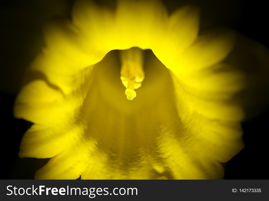Closeup of Narcissus or daffodil on black background