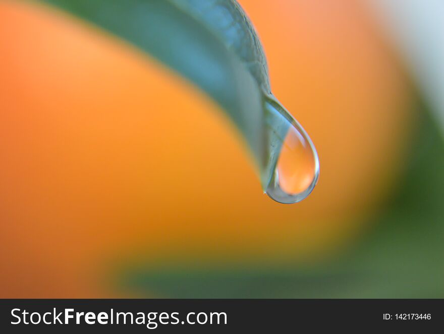 Water Drop On Green Fresh Leaf