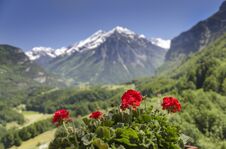 Red Flowers On Snow Covered Peaks Background. Swiss Alps Royalty Free Stock Photography
