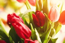 Brighten Up Your Day With Flowers Royalty Free Stock Photography Brighten Up Your Day With Flowers Royalty Free Stock Photography