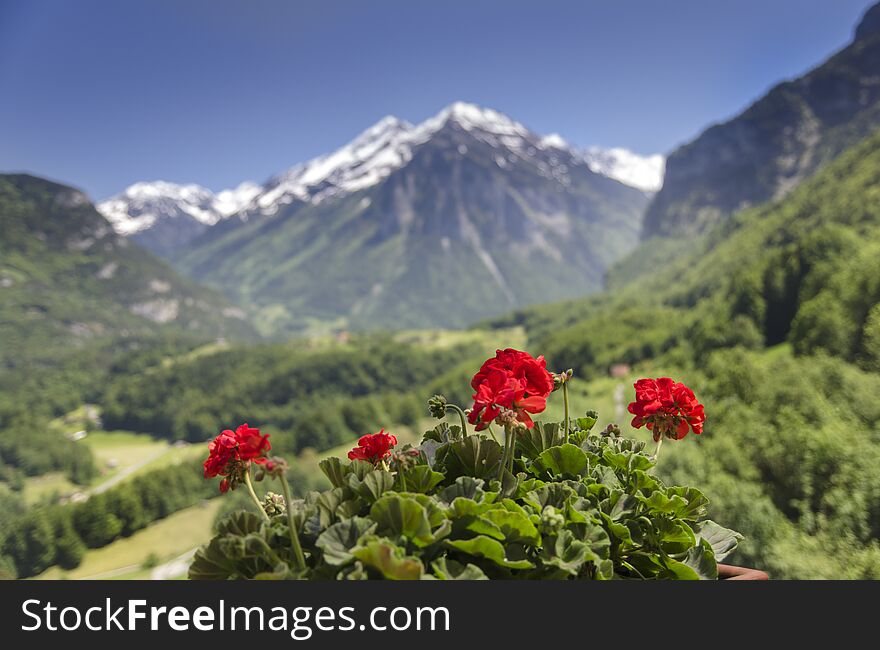 Red flowers on snow covered peaks background. Swiss Alps