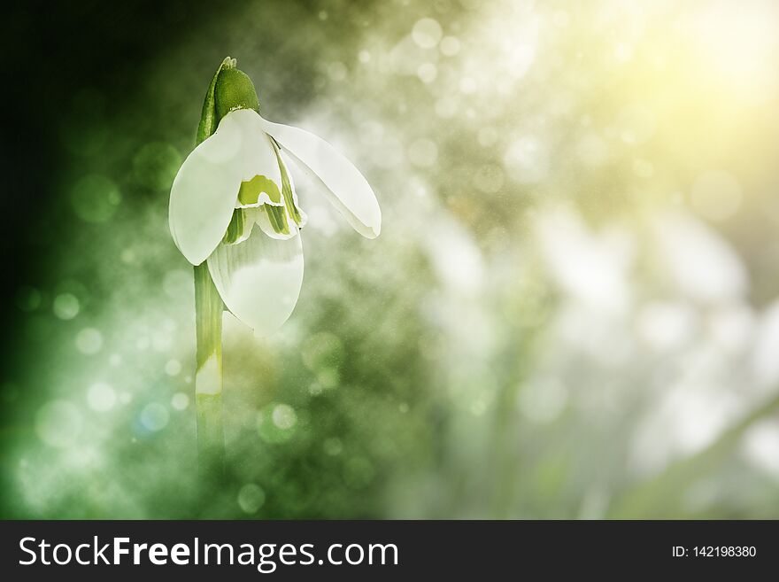 Snowdrop or common snowdrop or Galanthus nivalis flower in soft light of spring. Snowdrop or common snowdrop or Galanthus nivalis flower in soft light of spring