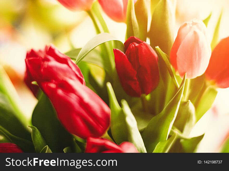 Bouquet of tulips in bloom - mothers day, springtime and international womens day concept. Brighten up your home with flowers. Bouquet of tulips in bloom - mothers day, springtime and international womens day concept. Brighten up your home with flowers