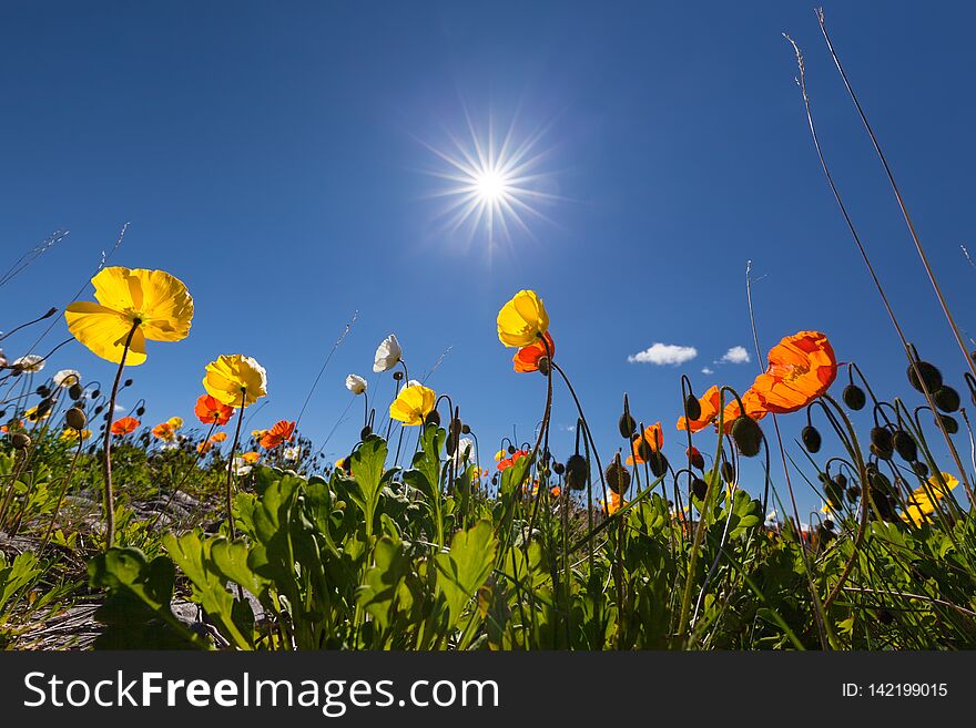 Beautiful Icelandic poppies or Papaver Nudicaule