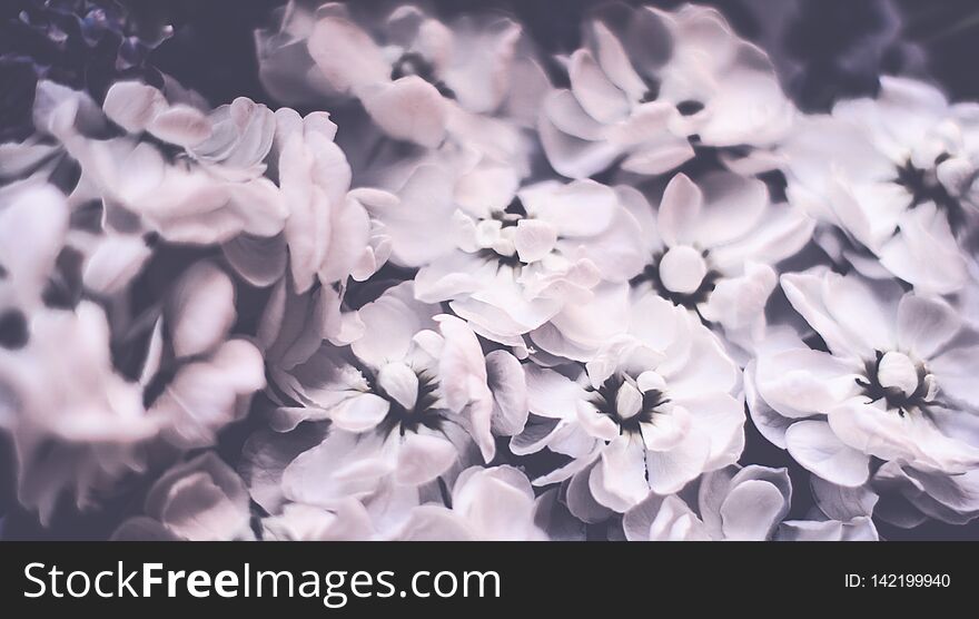 Vintage Floral Background