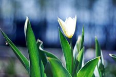 White Spring A Young Tulip Stock Images White Spring A Young Tulip Stock Images