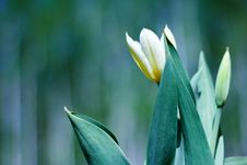 White Spring A Young Tulip Royalty Free Stock Photo White Spring A Young Tulip Royalty Free Stock Photo