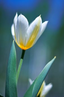White Spring A Young Tulip Stock Photos White Spring A Young Tulip Stock Photos