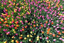 Colorful Tulips From Above Royalty Free Stock Photos