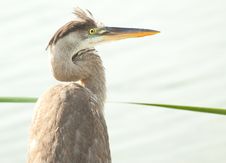 Heron Portrait Royalty Free Stock Images Heron Portrait Royalty Free Stock Images