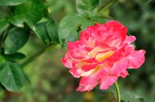 China Rose With Pink Color Stock Photography China Rose With Pink Color Stock Photography