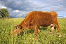 Young Cow On Meadow Stock Images