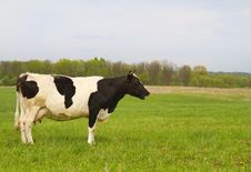 Cow On Spring Meadow Stock Images