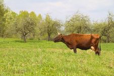Cow On Spring Meadow Royalty Free Stock Image