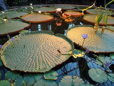 Water Lilly Pond Stock Photos