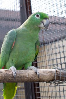 Amazon Parrot Stock Photo