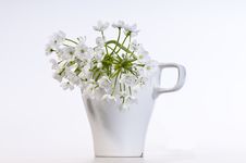 White Allium Flowers Royalty Free Stock Photo White Allium Flowers Royalty Free Stock Photo