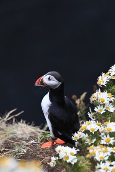 Atlantic Puffin Stock Photos Atlantic Puffin Stock Photos