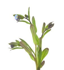 Field Forget-me-not (Myosotis Arvensis) Stock Photos Field Forget-me-not (Myosotis Arvensis) Stock Photos