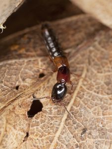 Rove Beetle. Extreme Close-up. Royalty Free Stock Photography