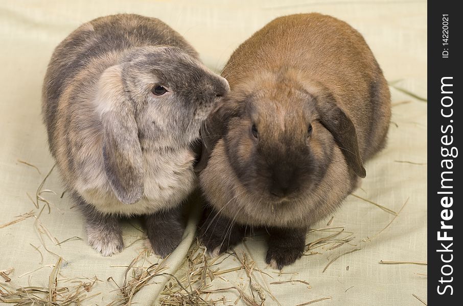 Grooming Bunnies.