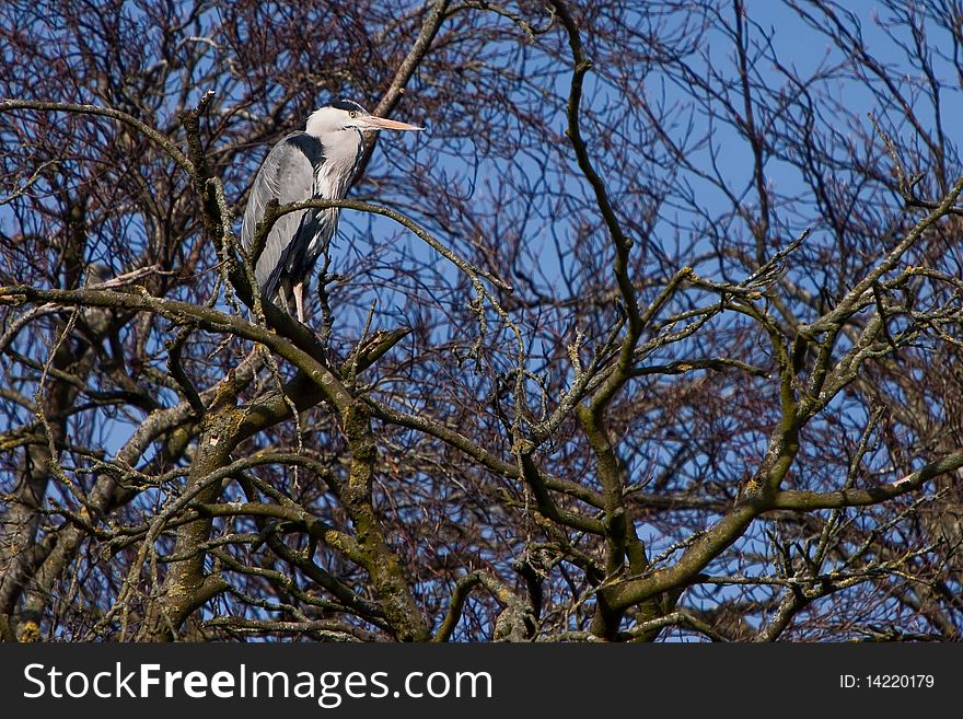 Grey heron bird sitting in a tree in winter