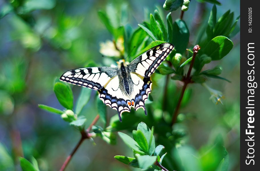 Insect butterfly with wings on a green bush with flowers