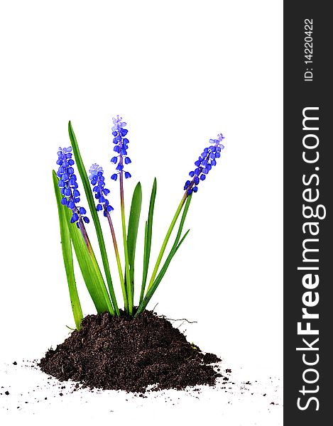 Blue hyacinths in soil isolated on white background