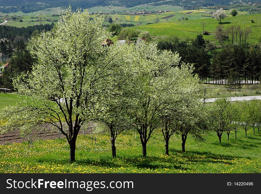 Spring blooming, wonderful intense colors of a mountain. Spring blooming, wonderful intense colors of a mountain