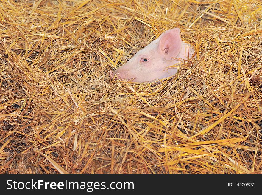 A lone pig standing in a bed of Straw