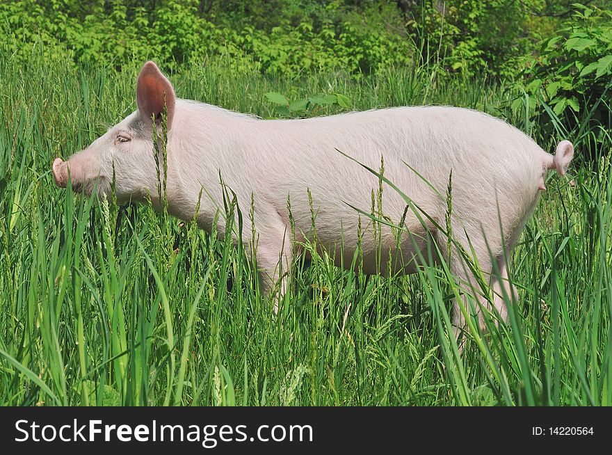 Small pig on a grass