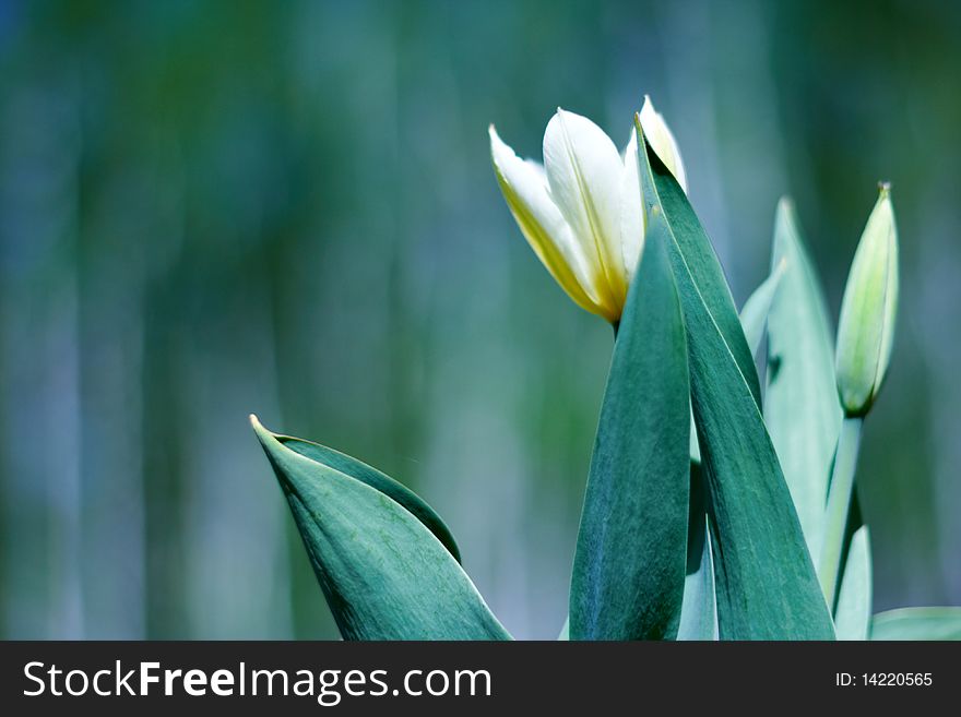 White spring a young tulip with green leaves