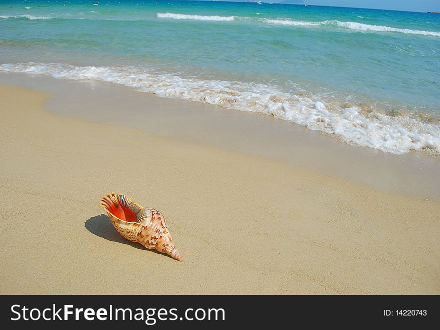 A conch shell on an exotic beach with the sea in the background