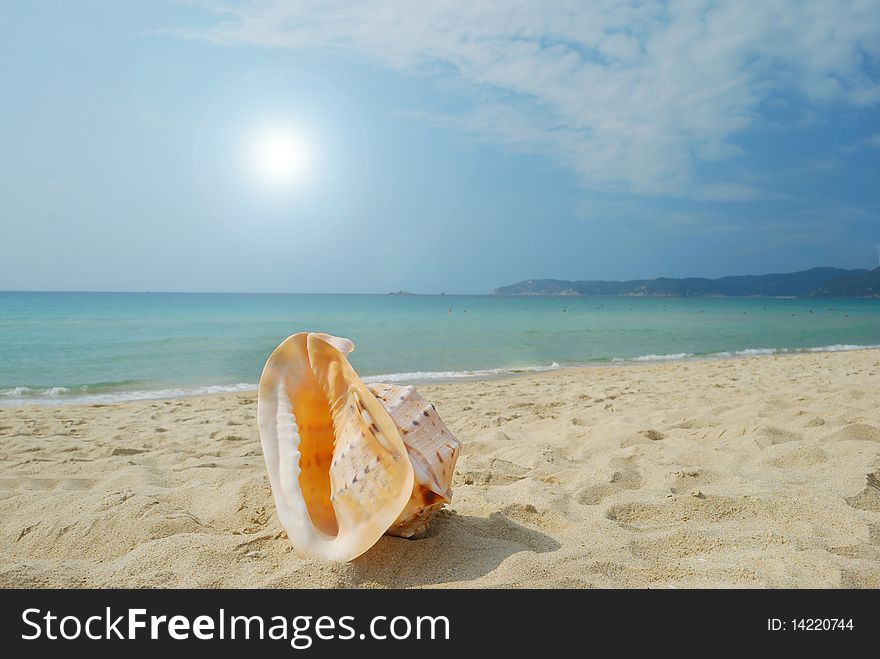 Conch on the beach of sand and sea background