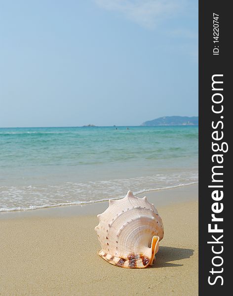 Conch on the beach of sand and sea background