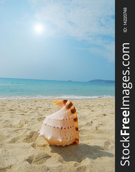 Conch on the beach of sand and sea background