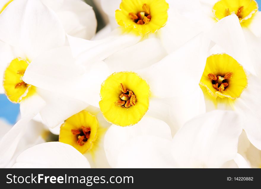 White and yellow fresh narcissus background