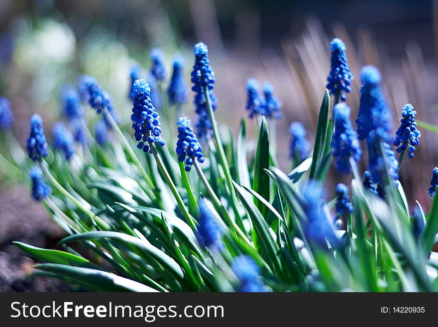 Spring Young Blue Flowers