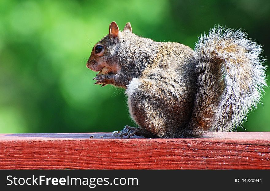 Squirrel stuffing a peanut into mouth sitting on deck rail