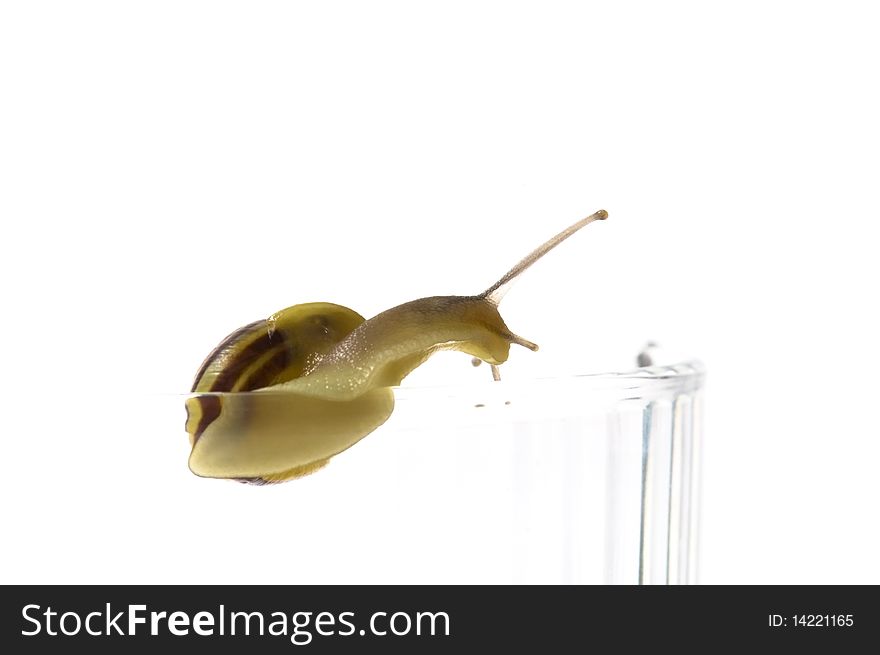 Snail. animal isolated on the white background