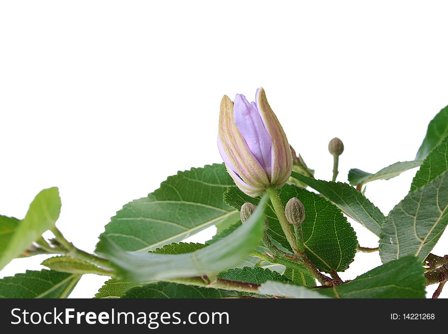 Blossoming Tree