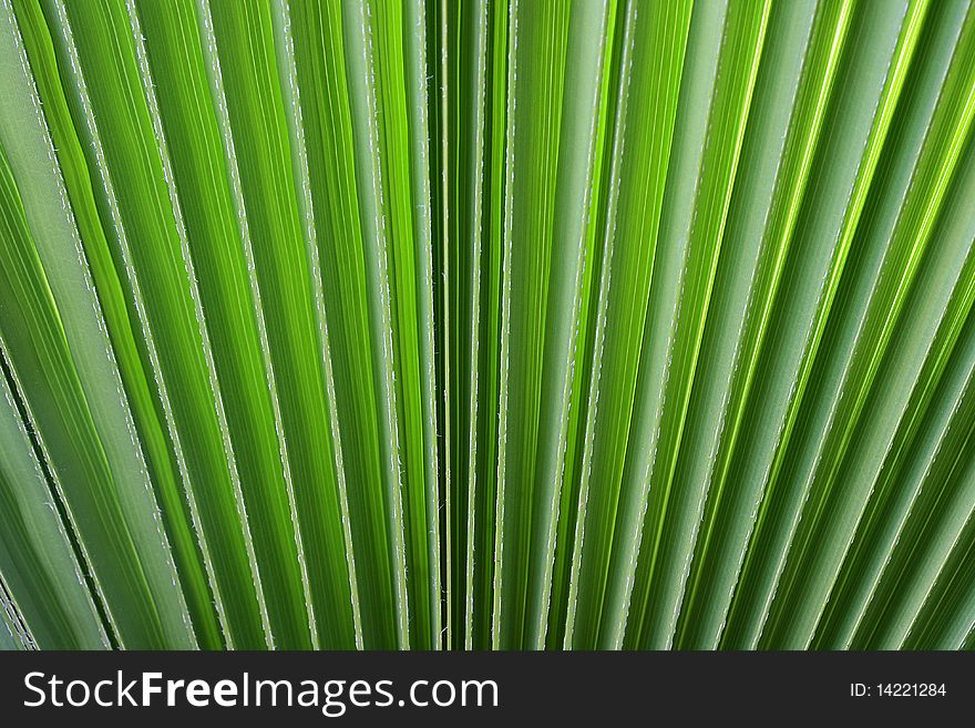 As a background - a green branch of a palm tree.